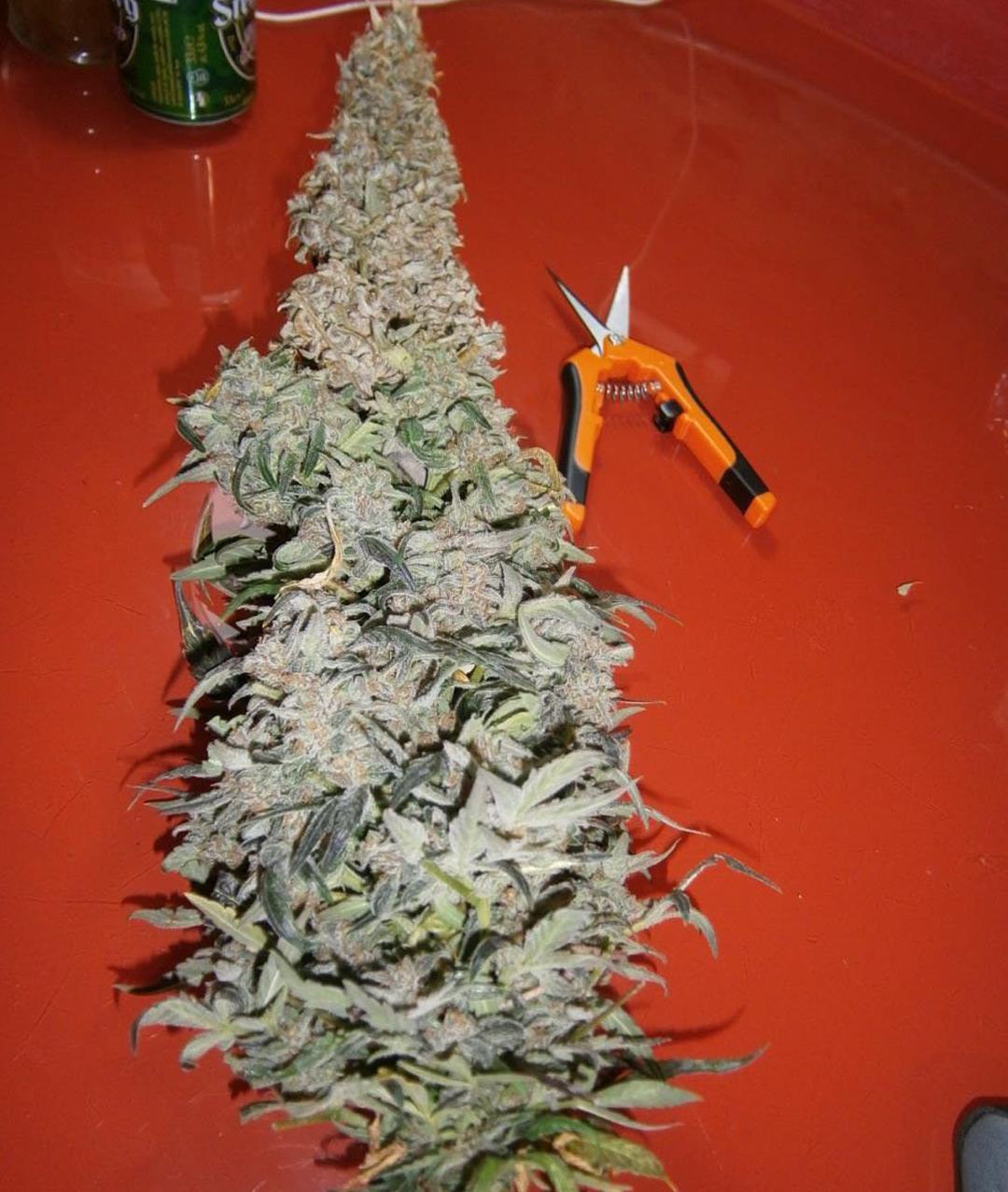 strain_thumbnail