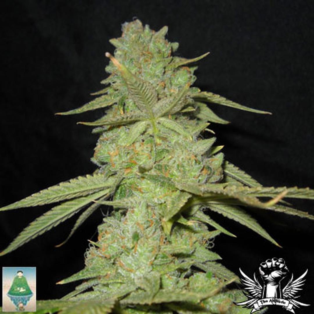 strain_thumbnail