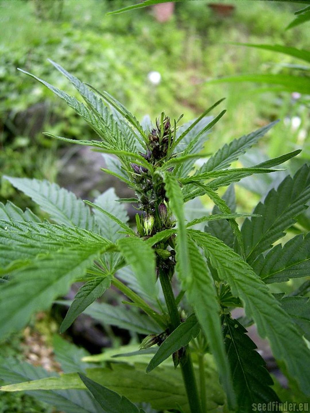 strain_thumbnail