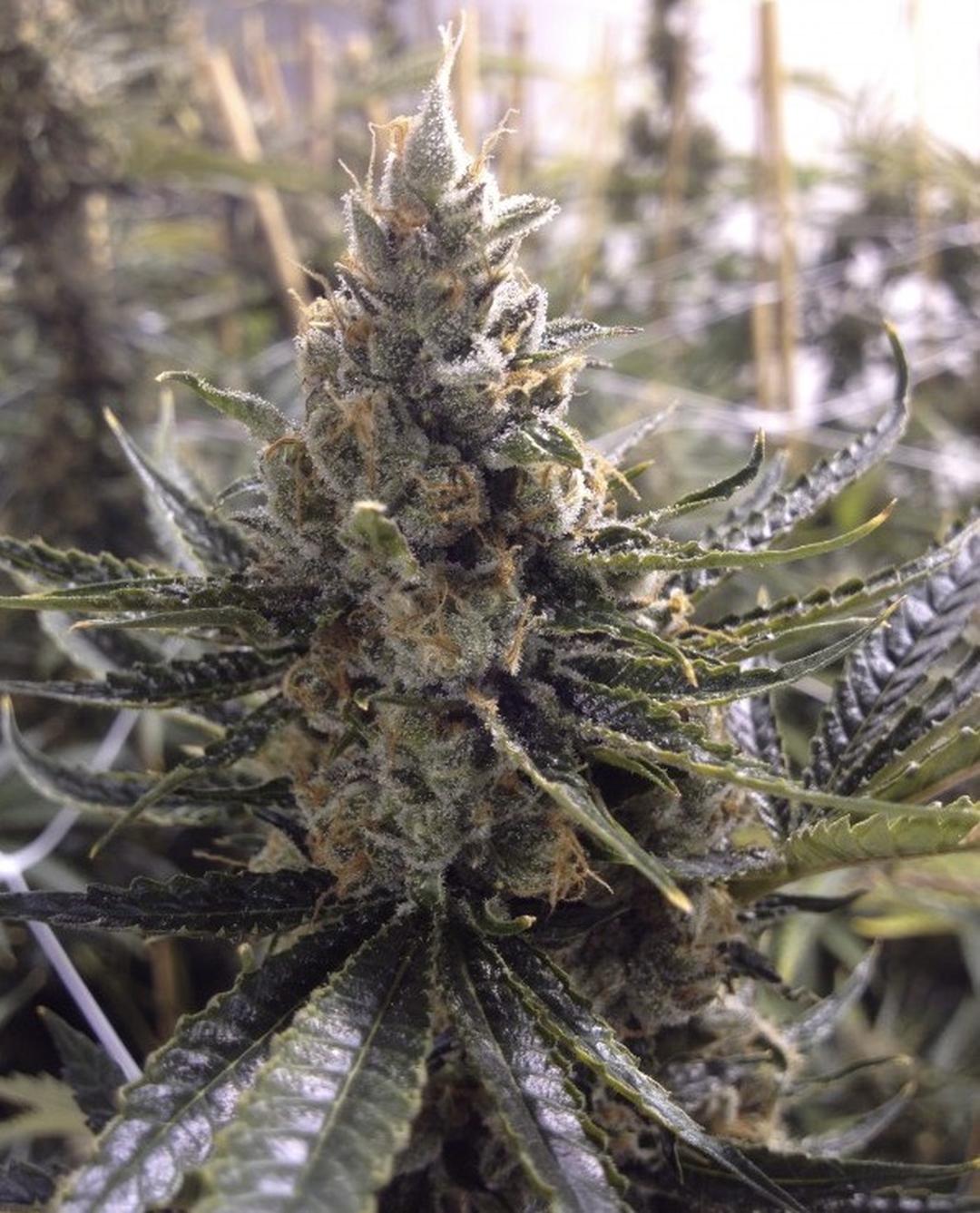 strain_thumbnail