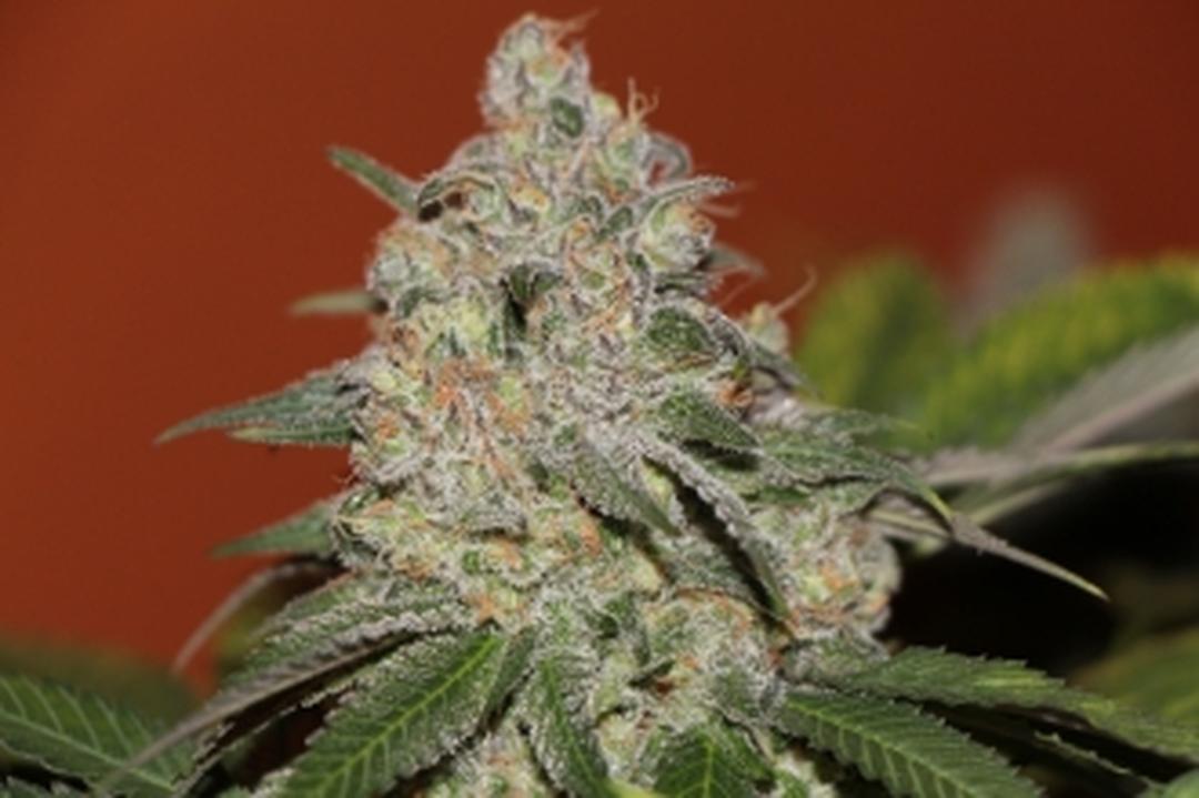 strain_thumbnail