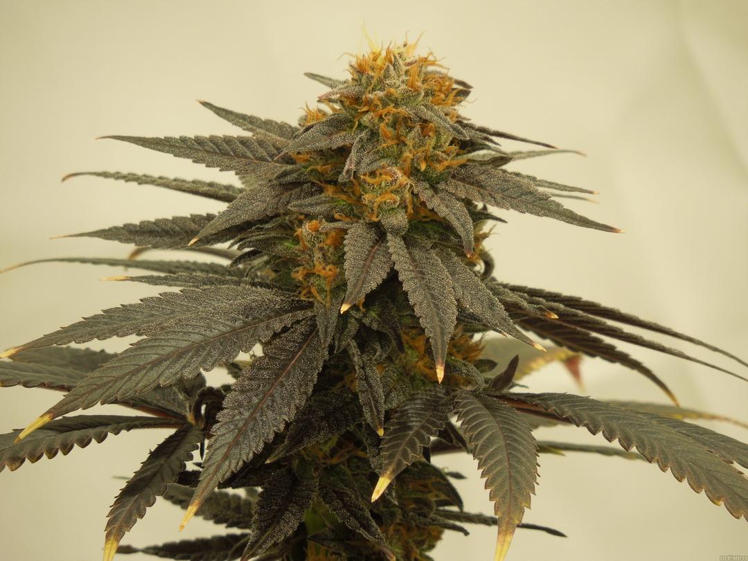 strain_thumbnail