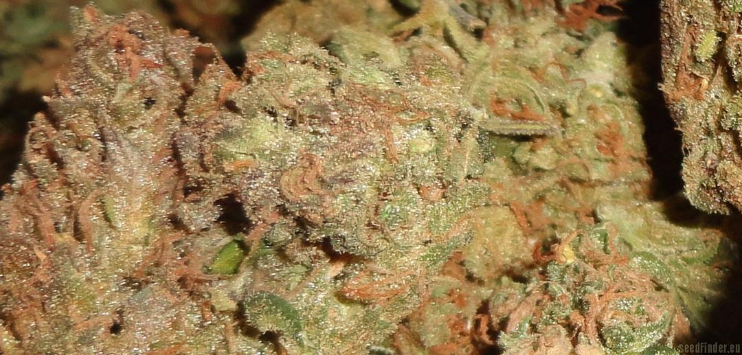 strain_image_1