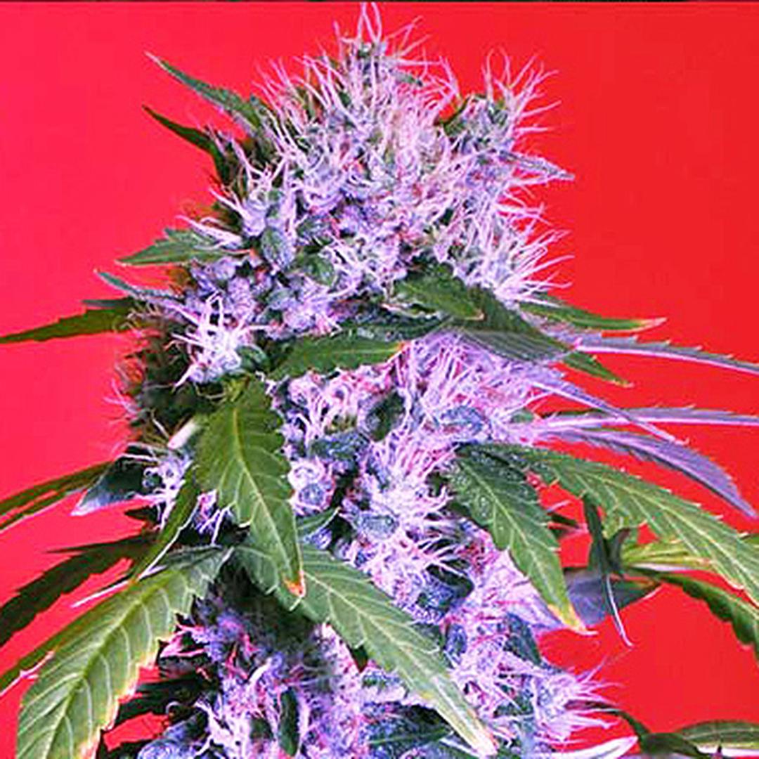 strain_image_2