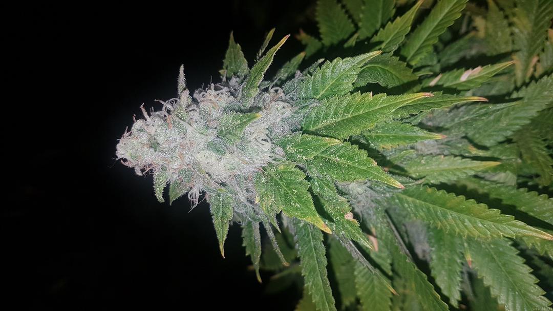 strain_image_2