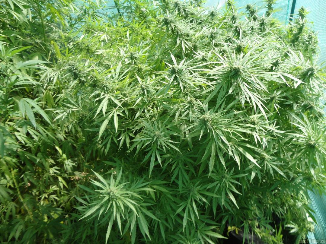 strain_image_1