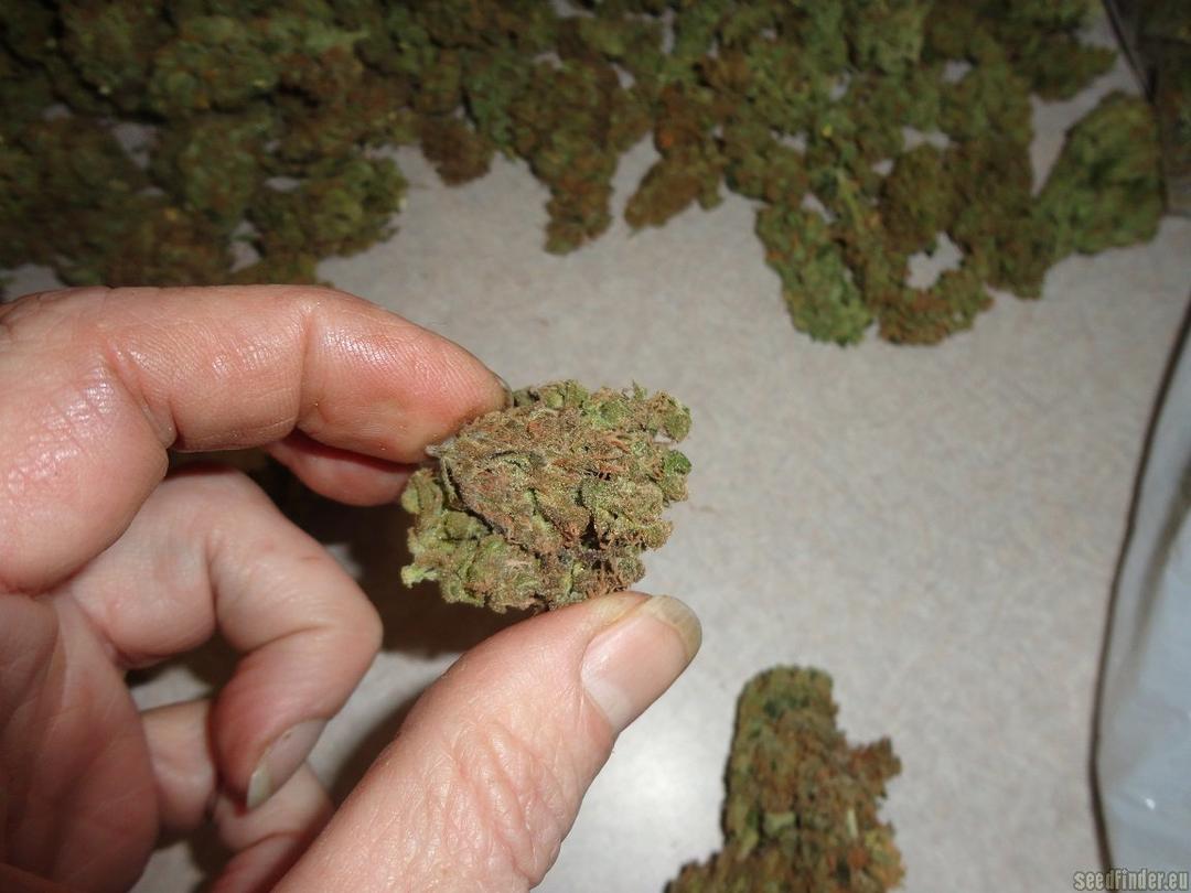 strain_image_3