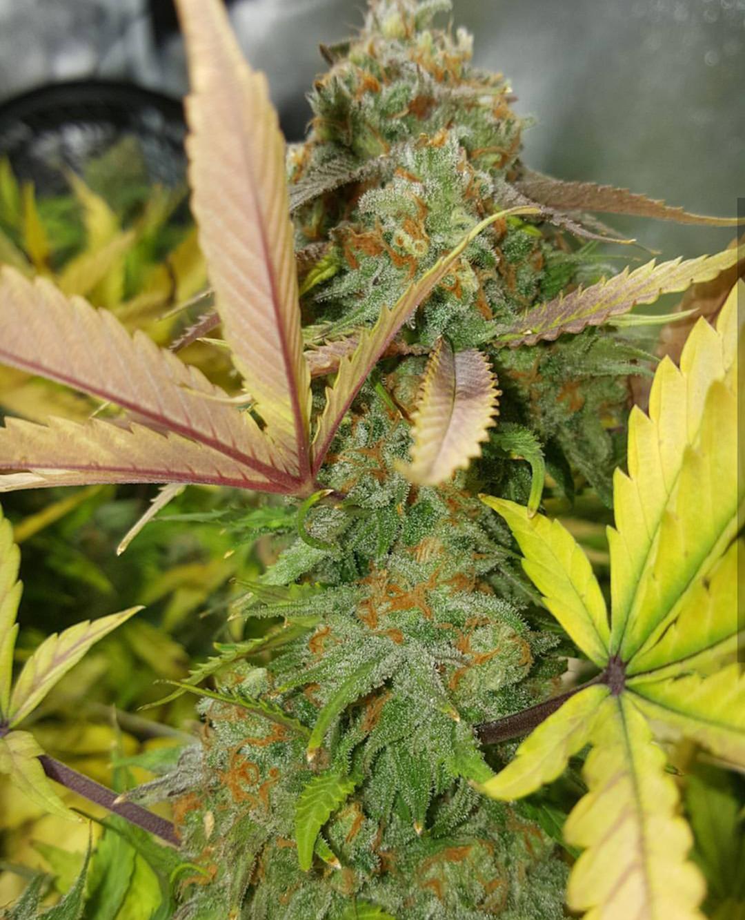 strain_image_1