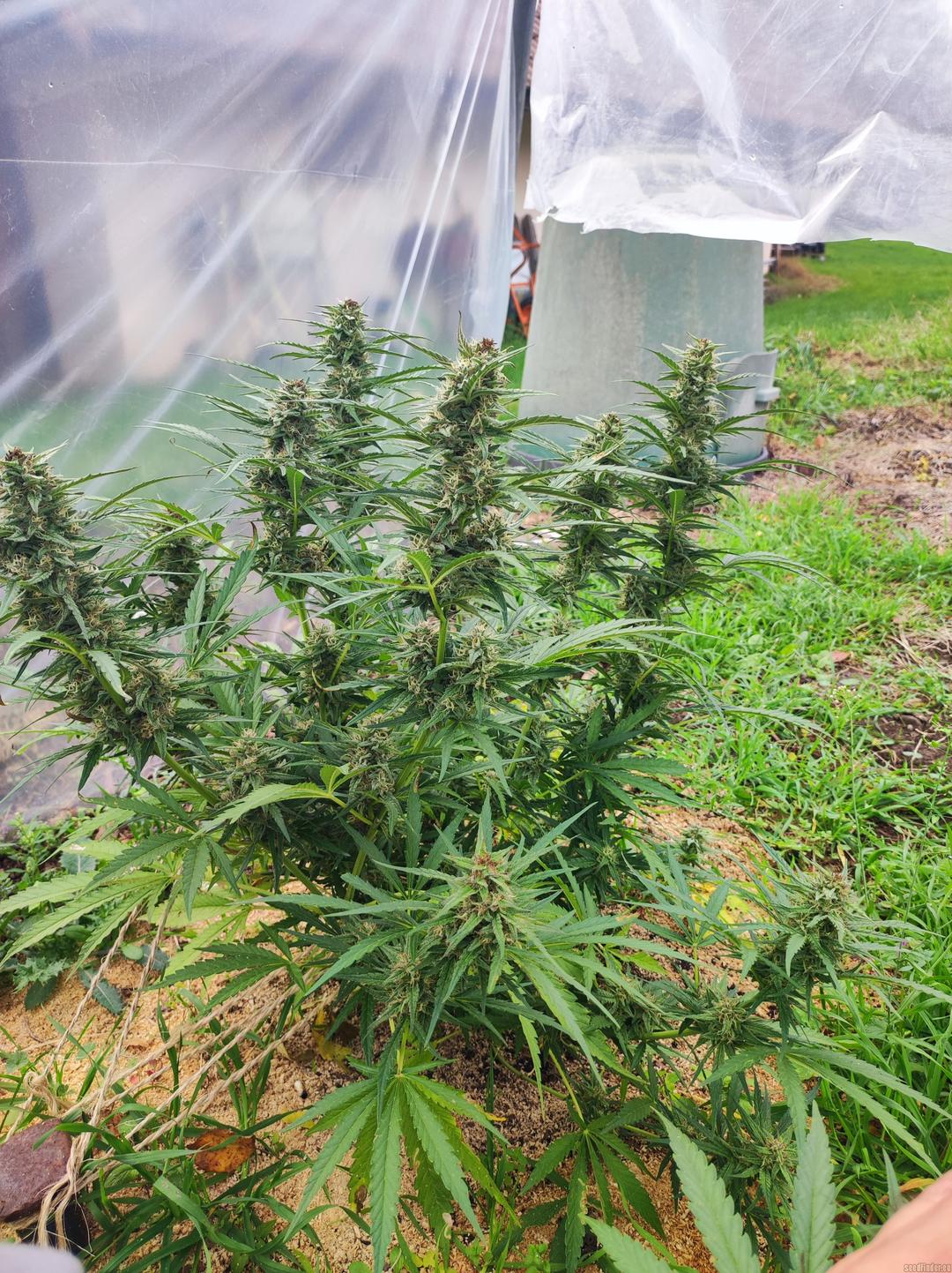 strain_image_1