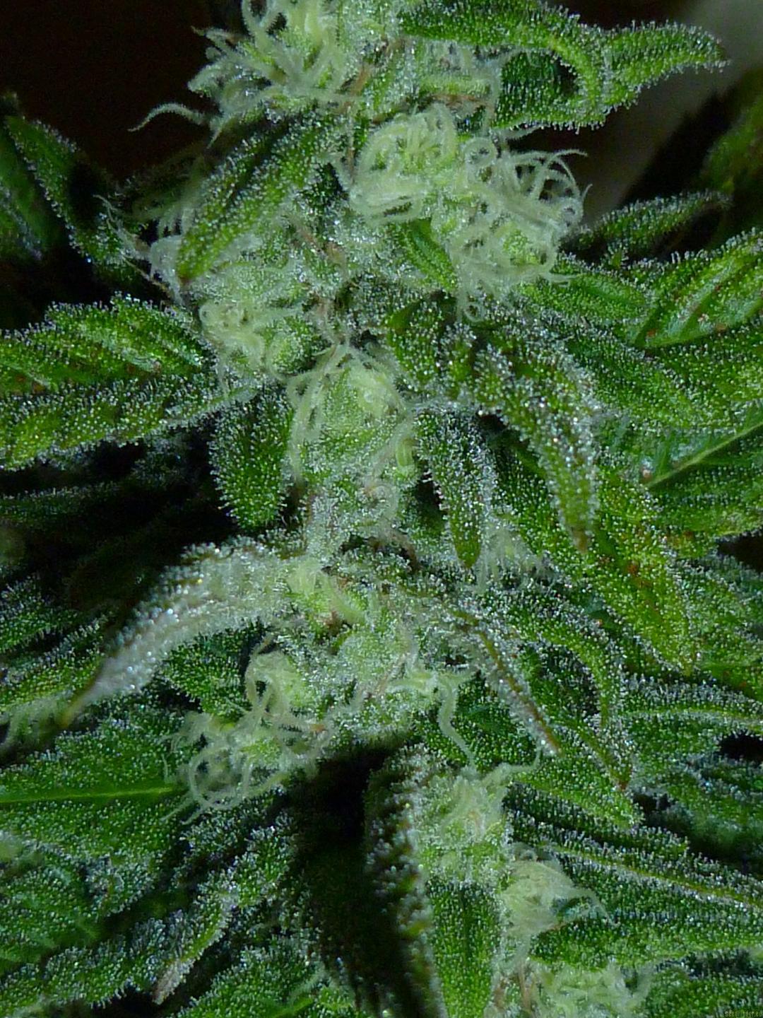 strain_image_3