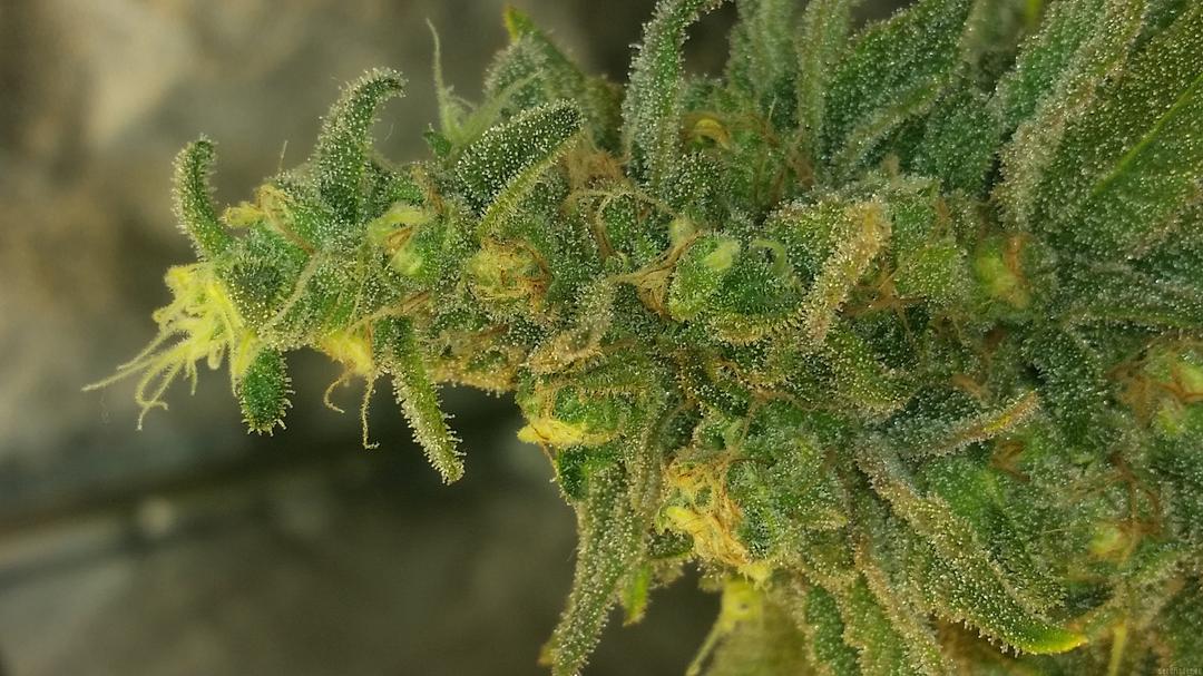 strain_image_3