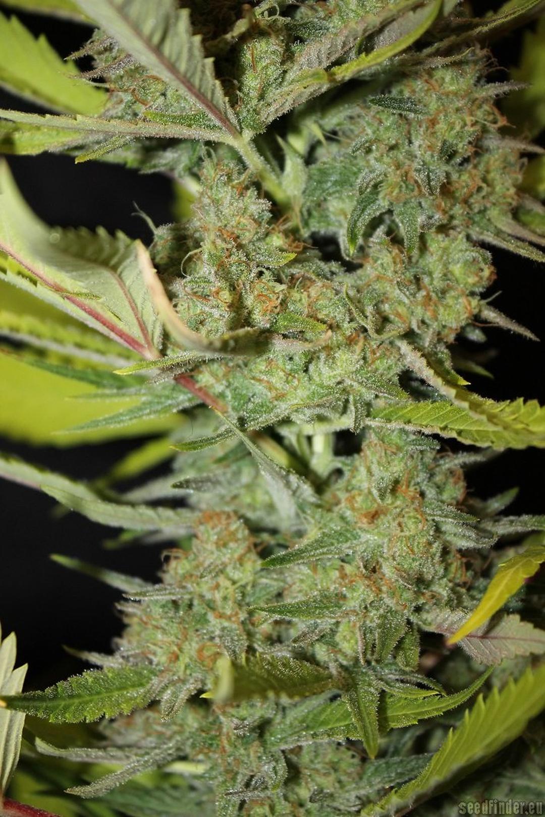 strain_image_2