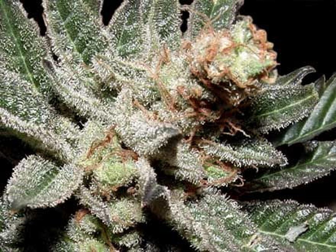 strain_image_1