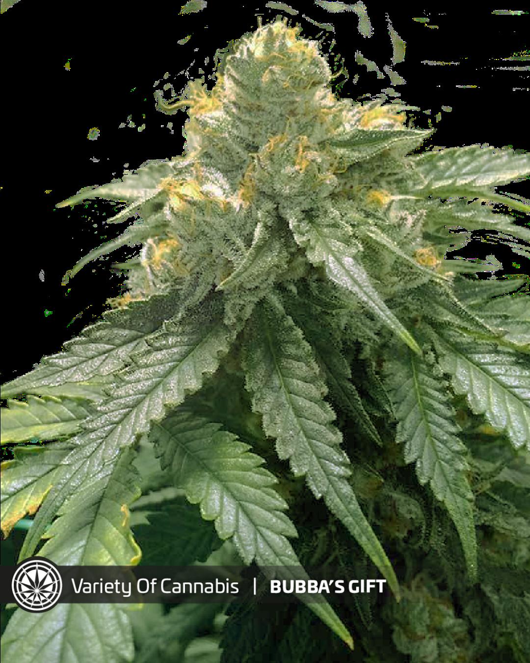 strain_image_1