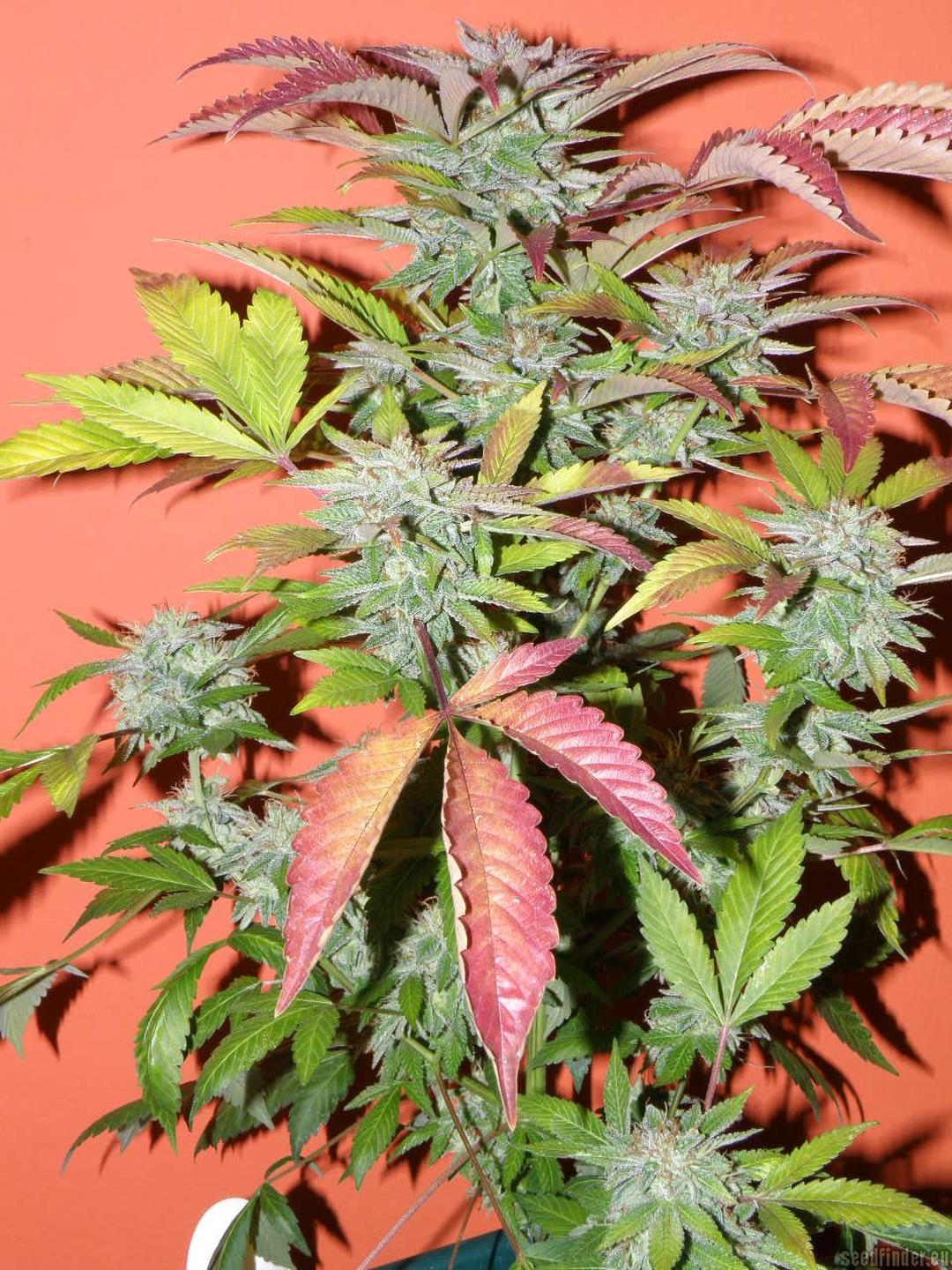 strain_image_1