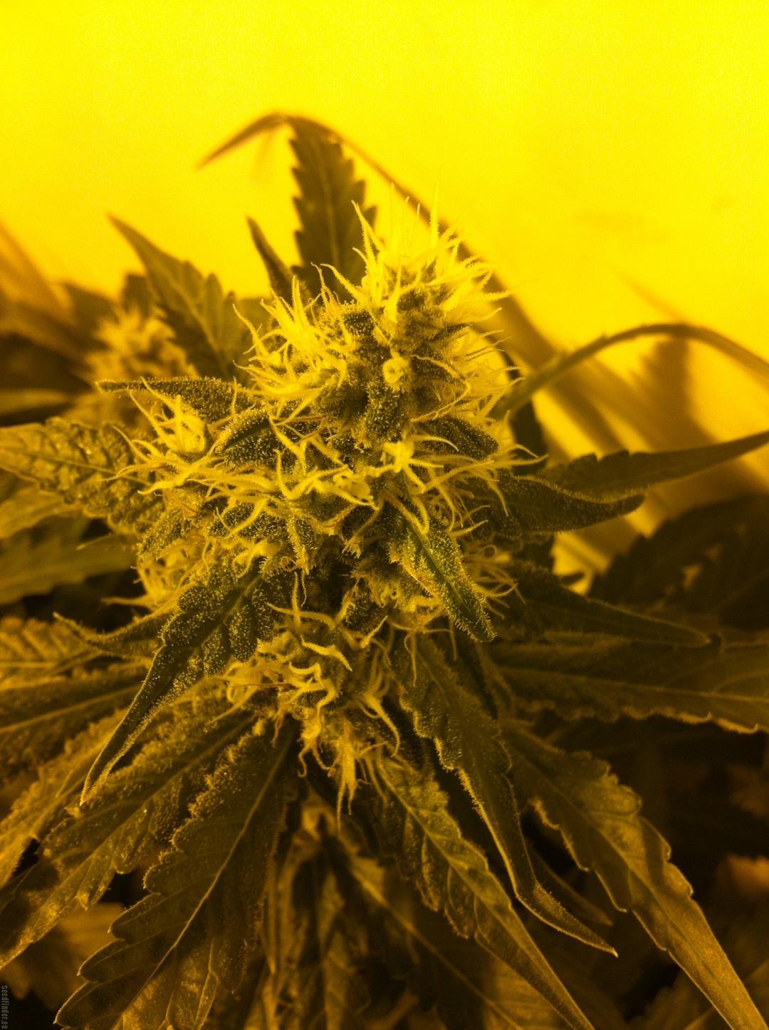 strain_image_3