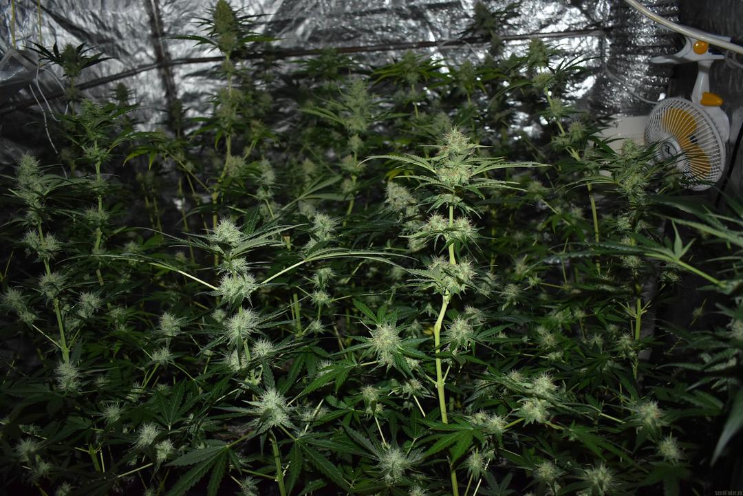 strain_image_3