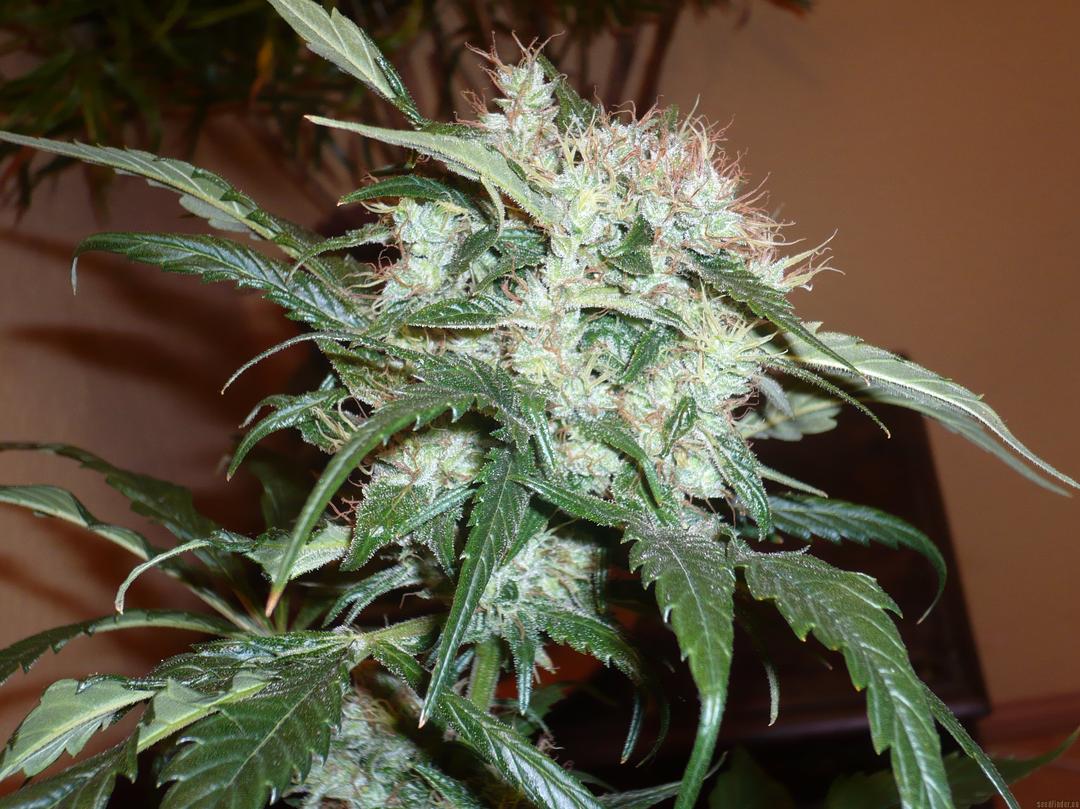 strain_image_3