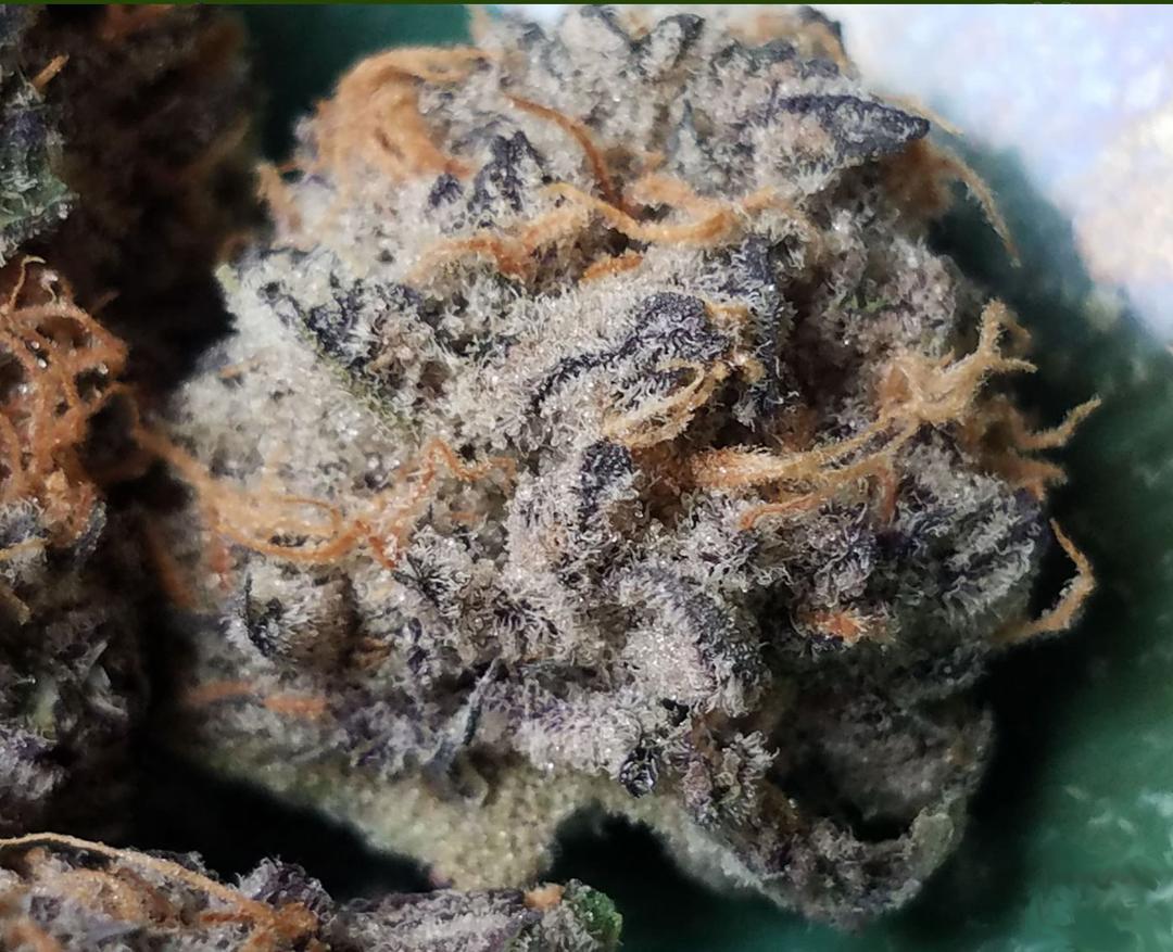strain_image_1
