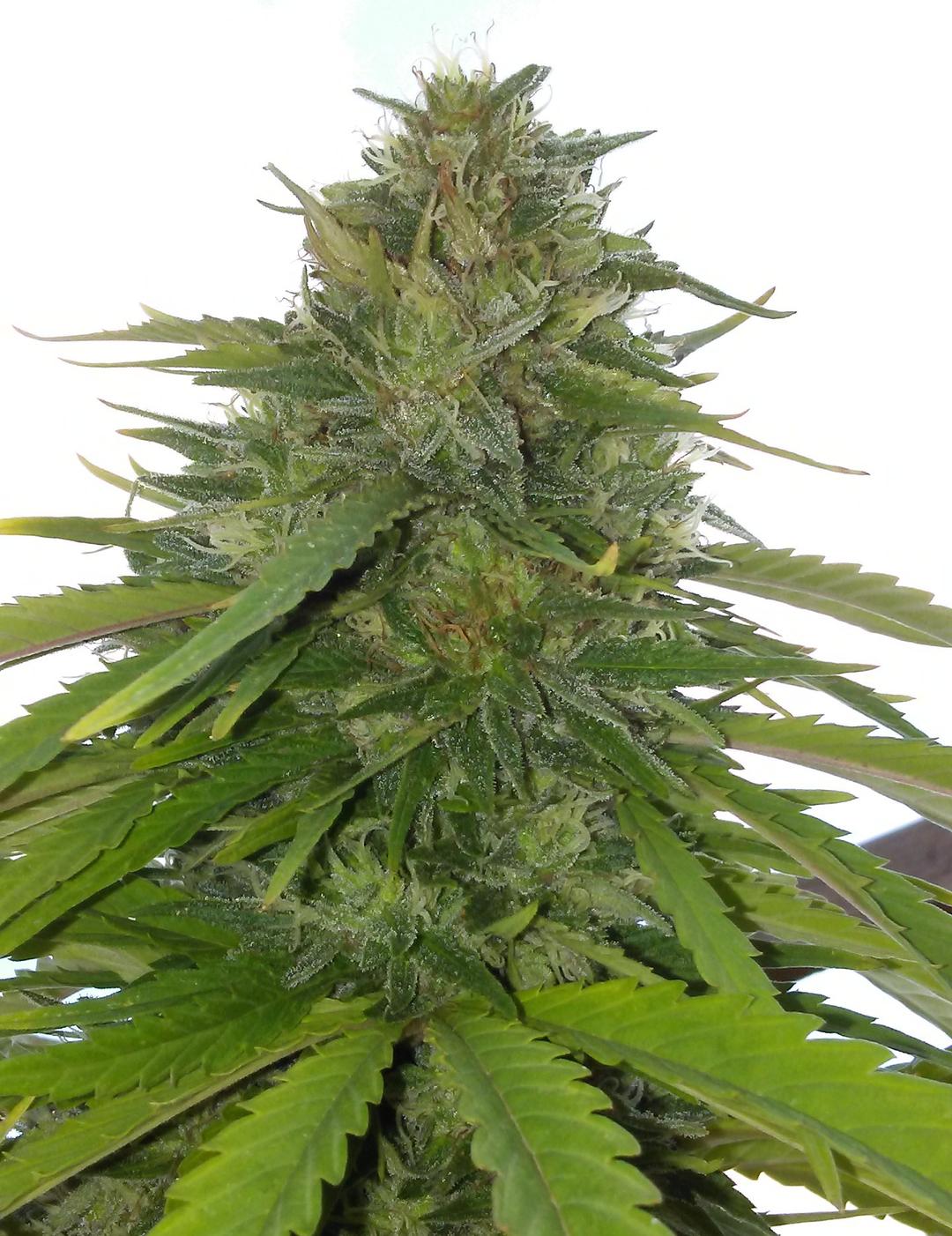 strain_image_1