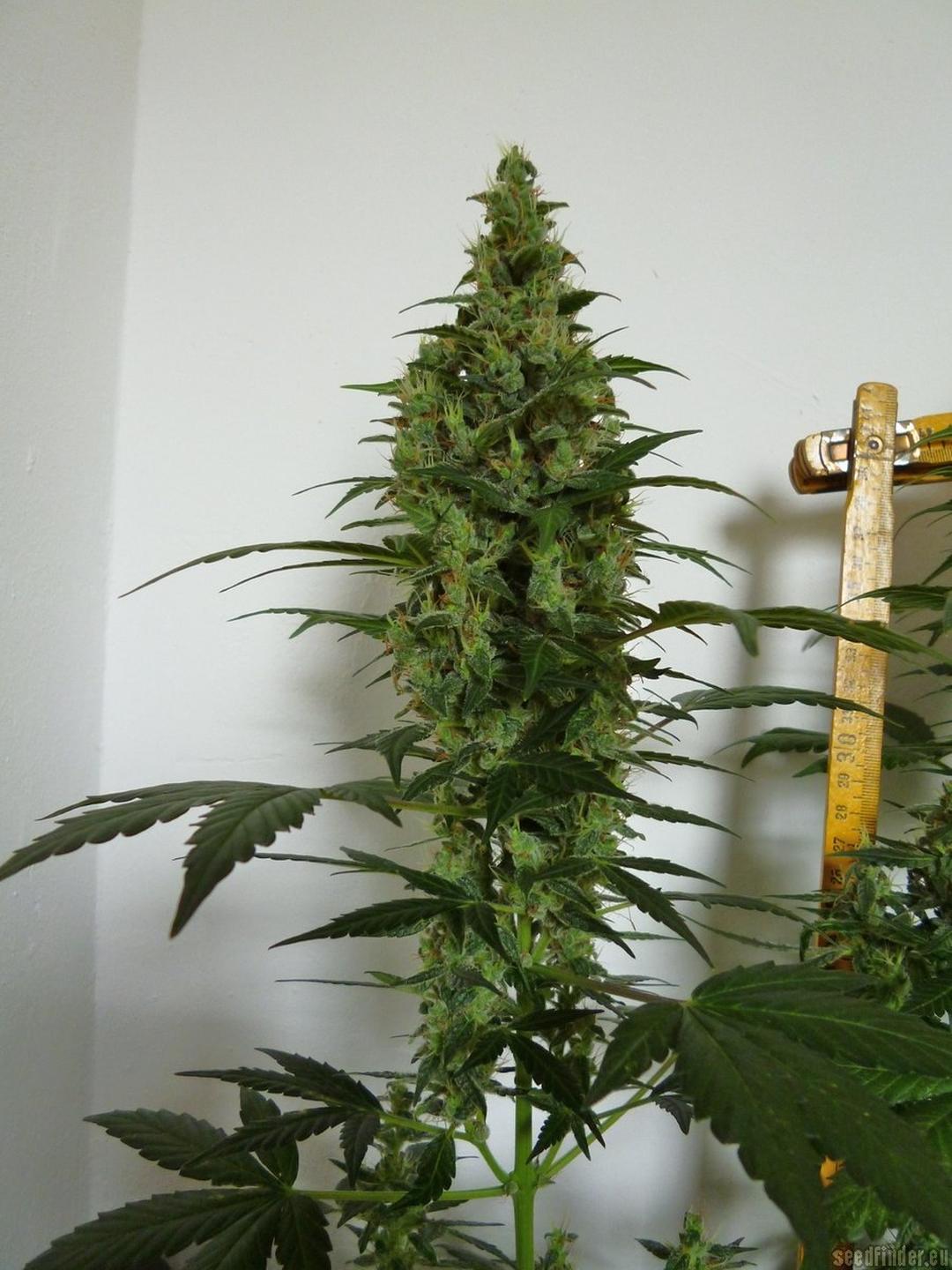 strain_image_3