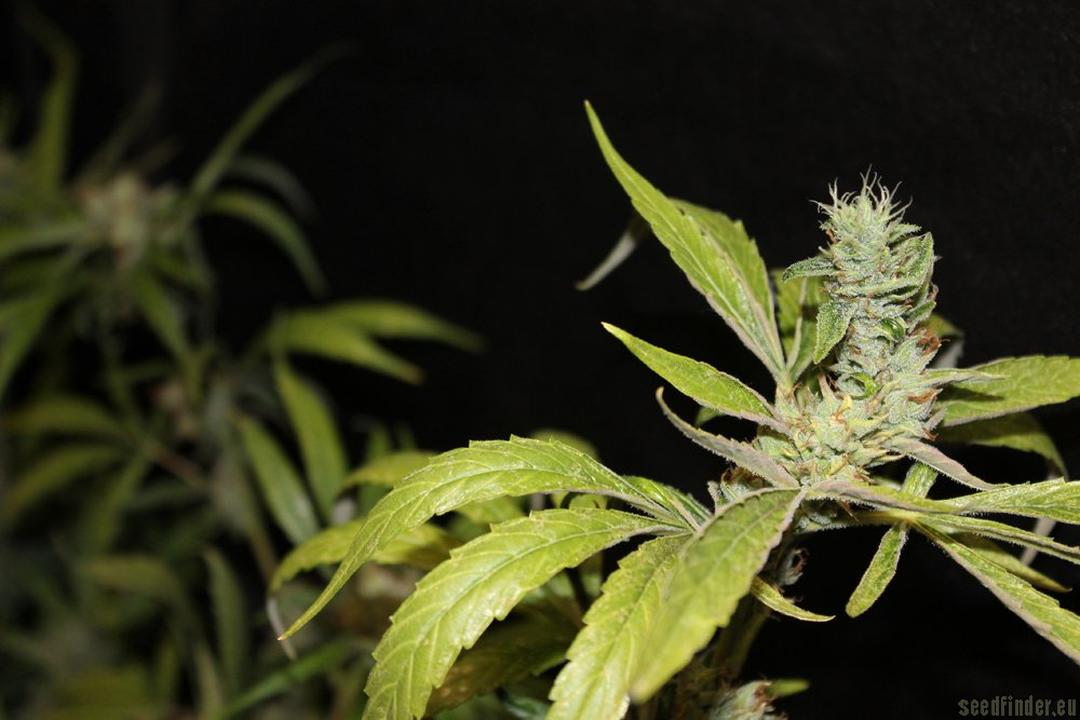 strain_image_1