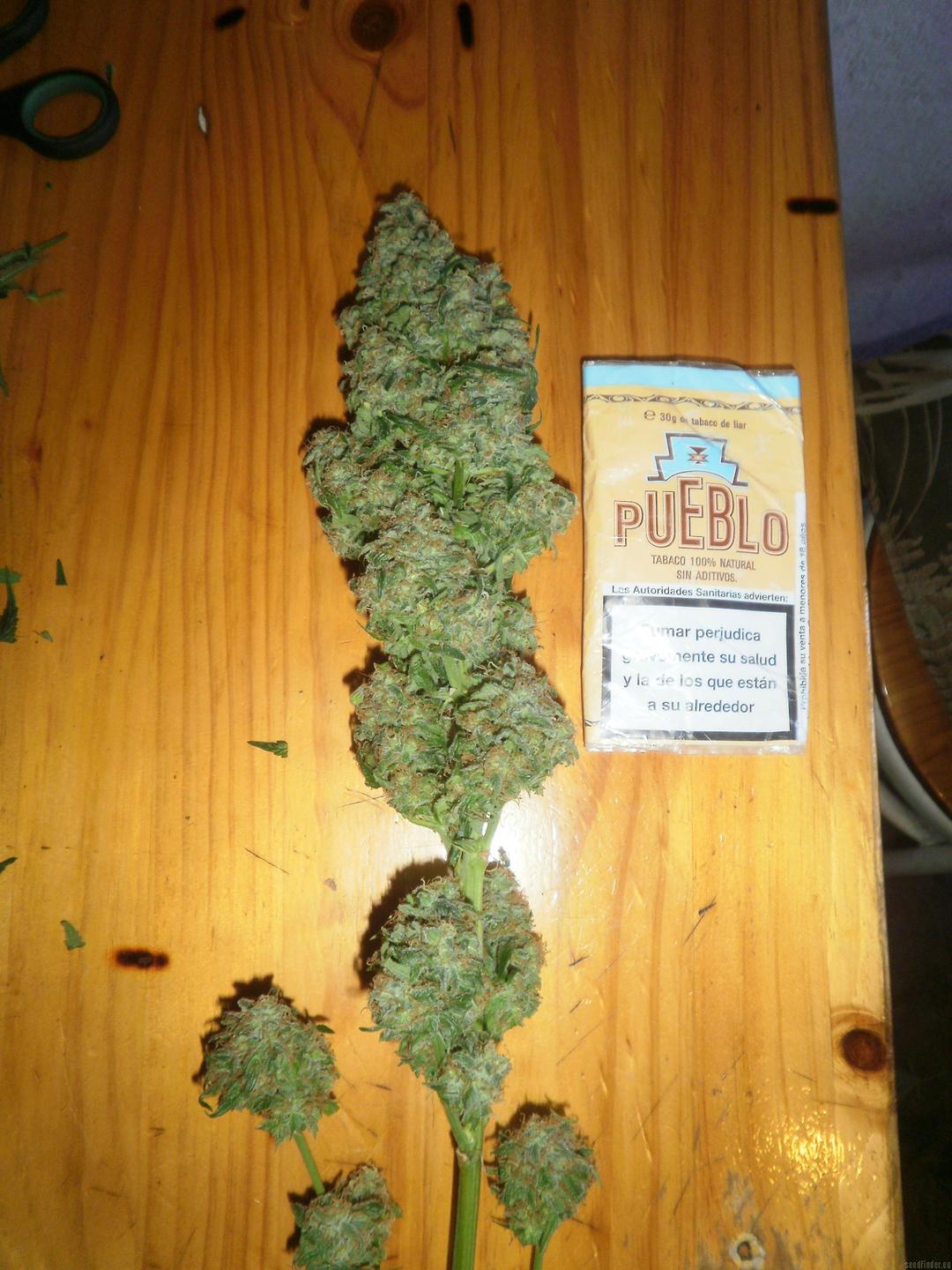 strain_image_1