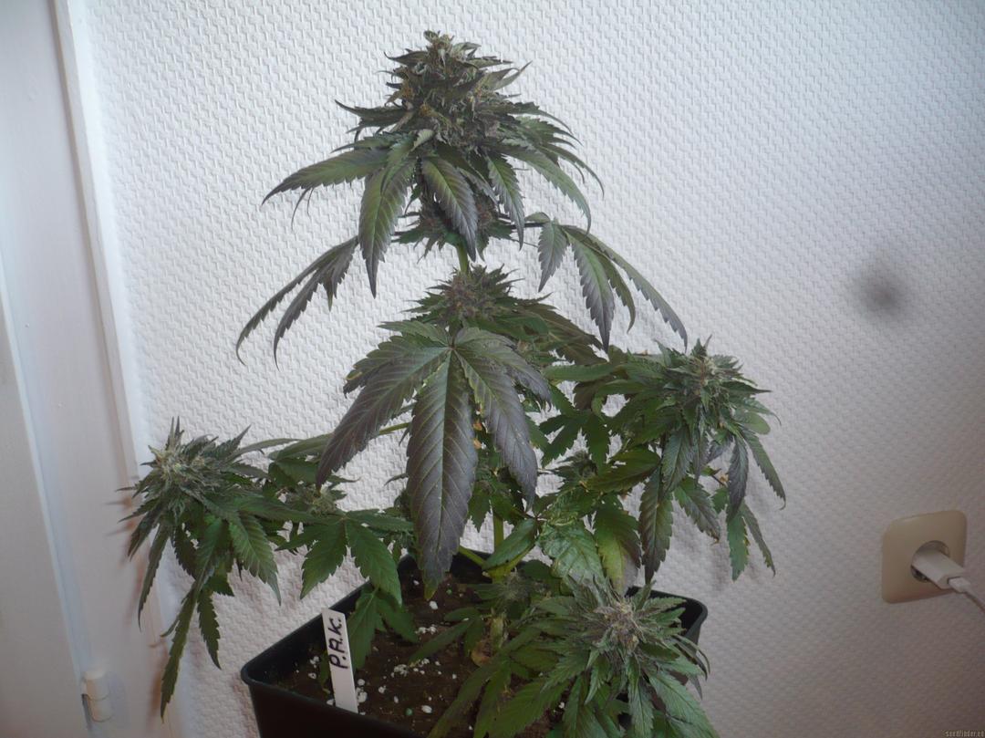 strain_image_2
