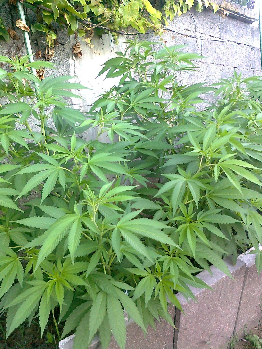strain_image_3