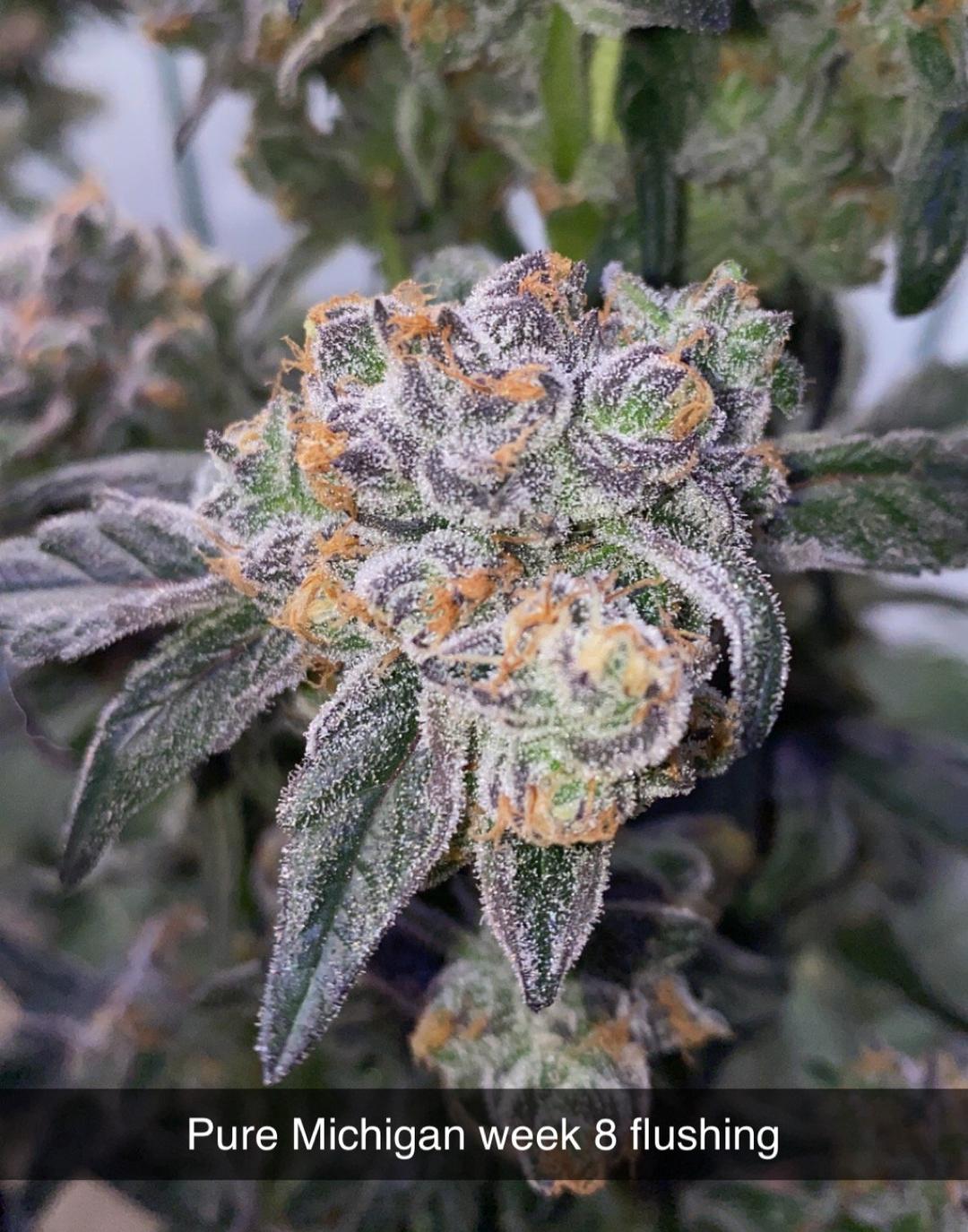 strain_image_1