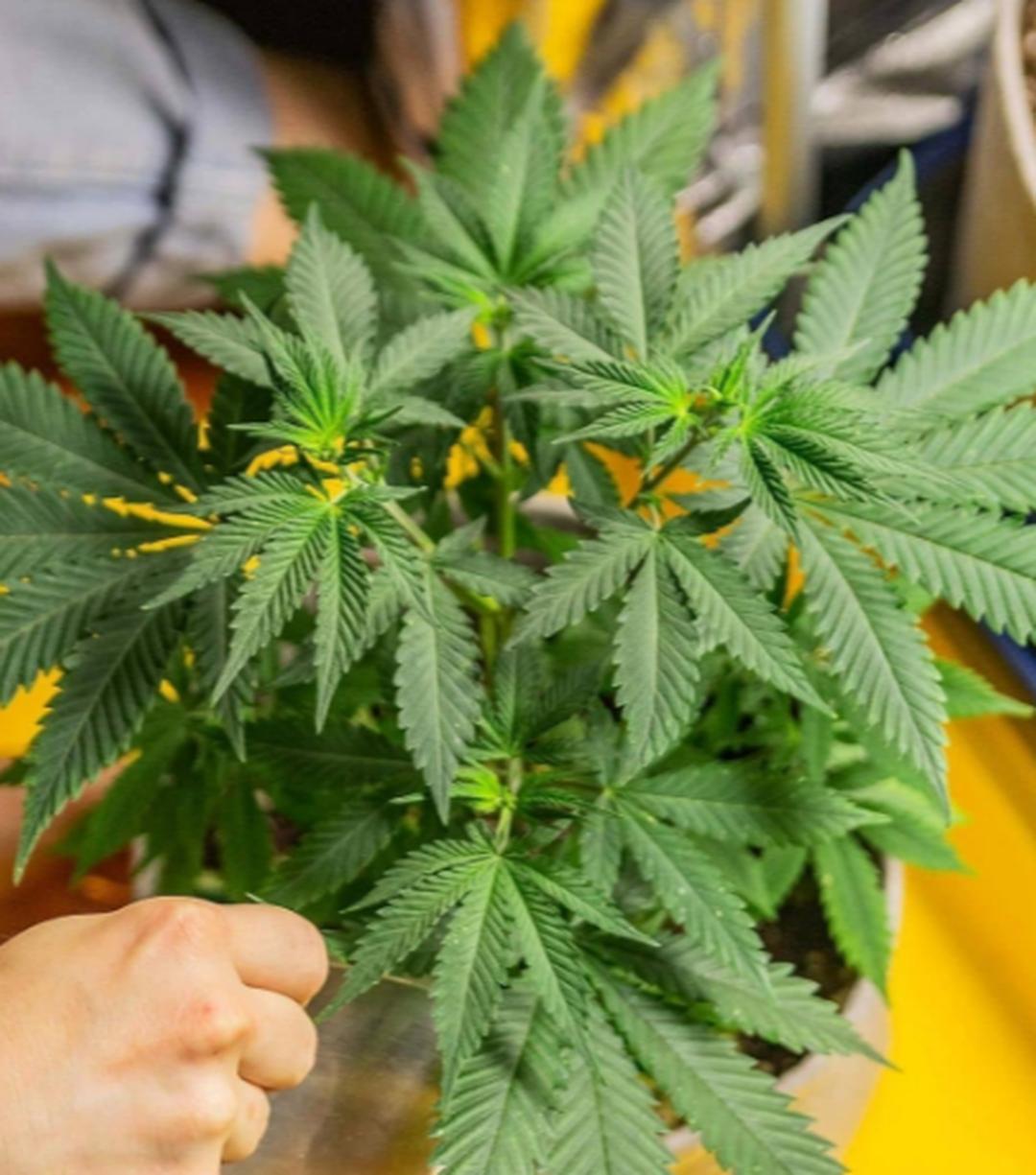 strain_image_1