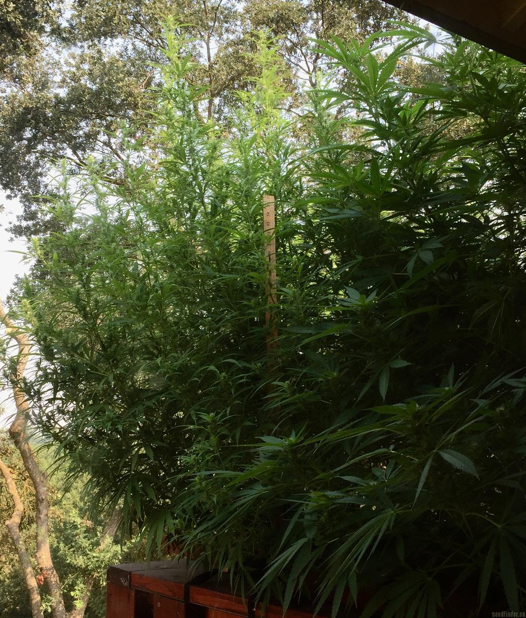 strain_image_3