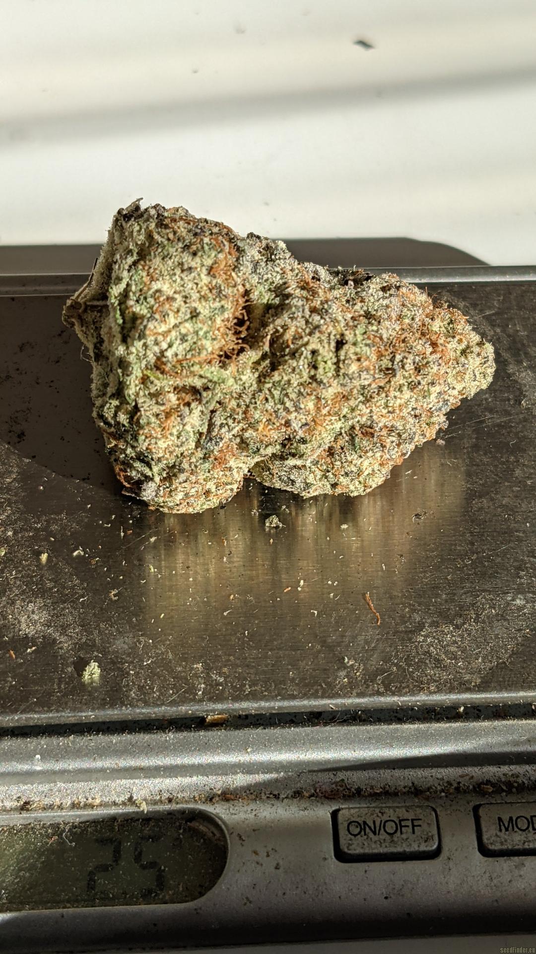 strain_image_3