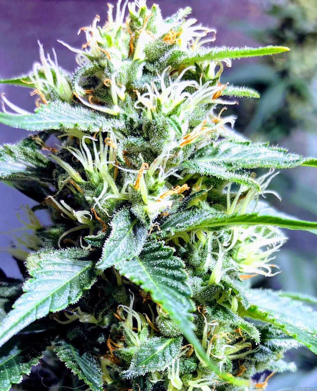 strain_image_1