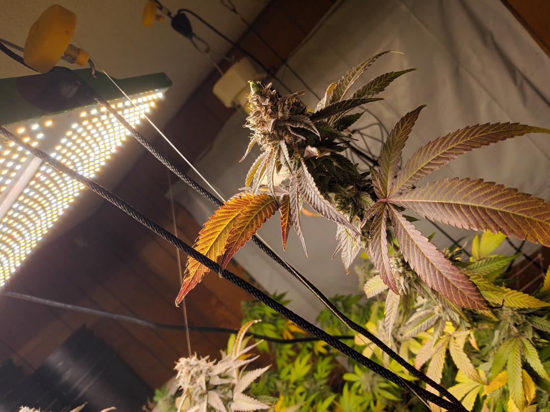 strain_image_2