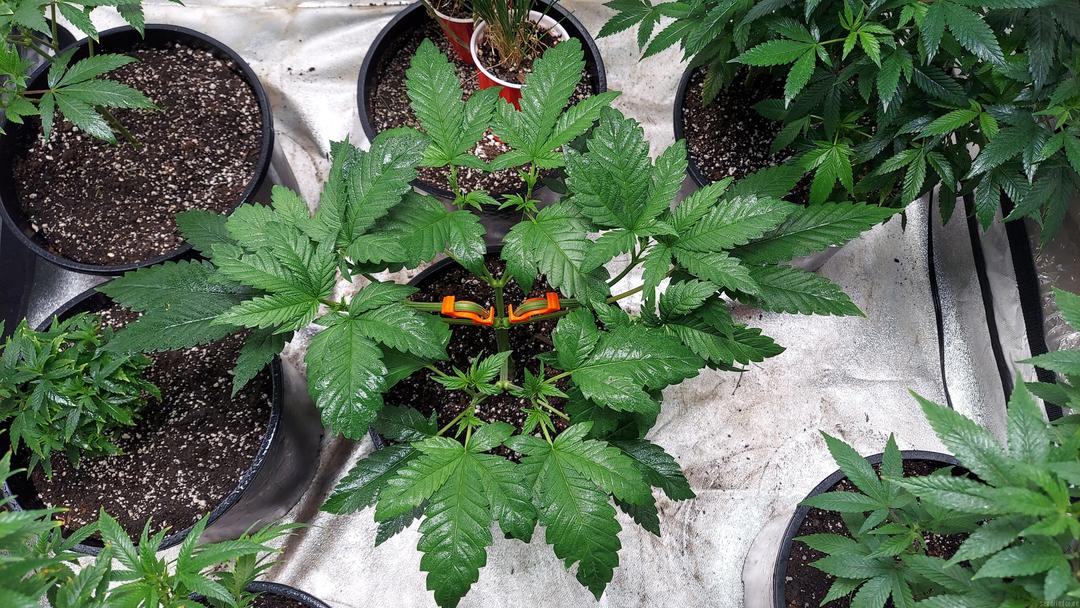 strain_image_1