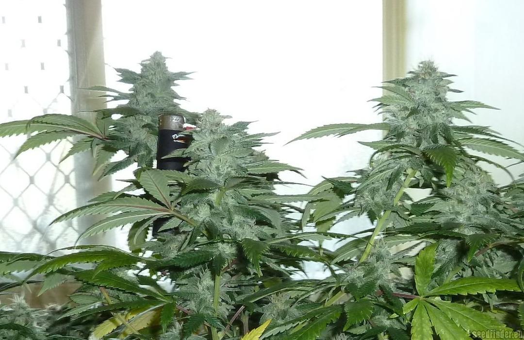 strain_image_2