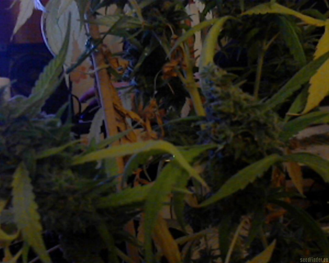 strain_image_1