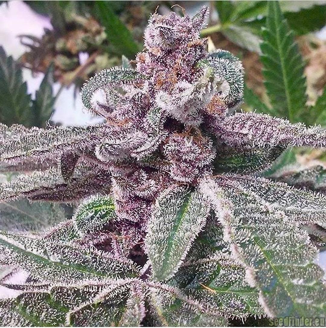 strain_image_2