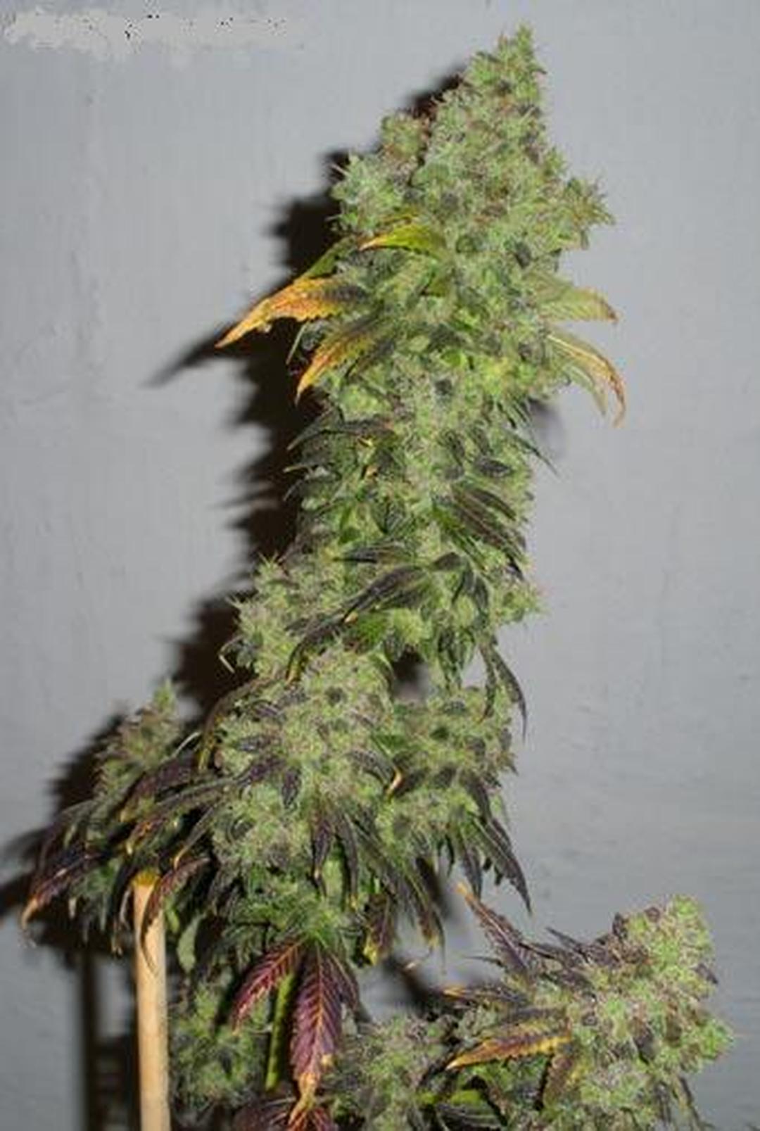 strain_image_1