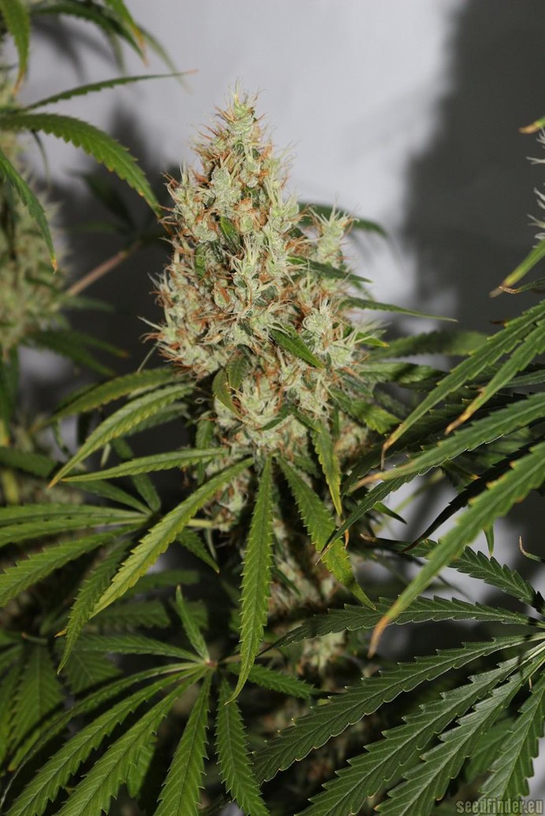 strain_image_2