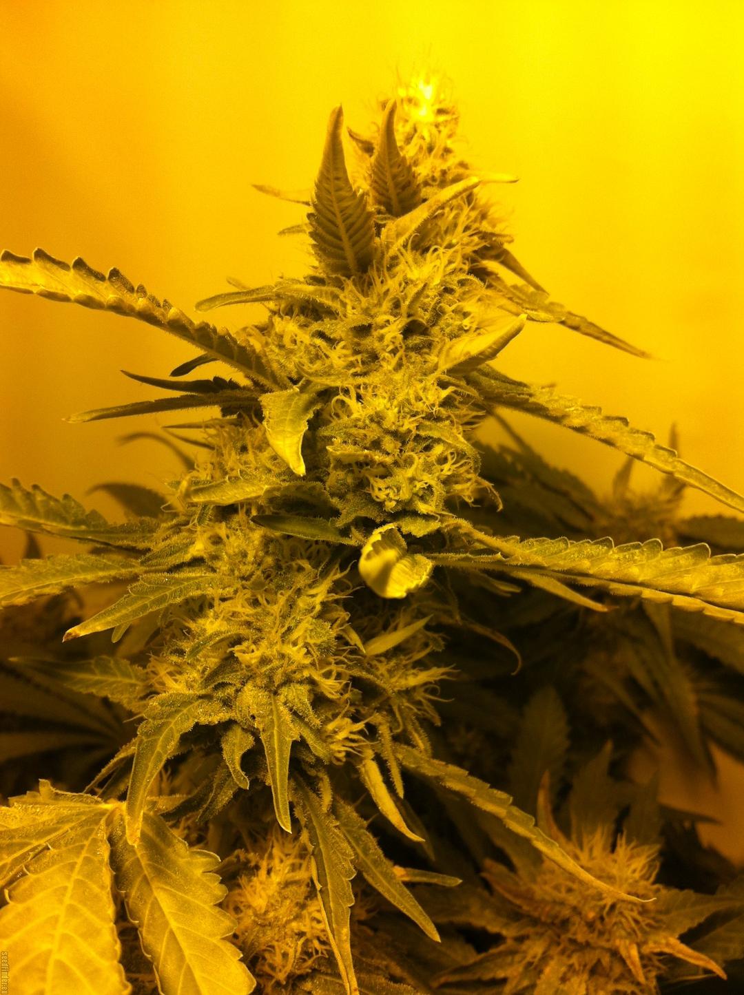 strain_image_2