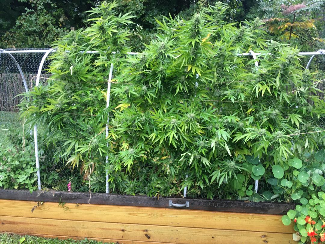 strain_image_1