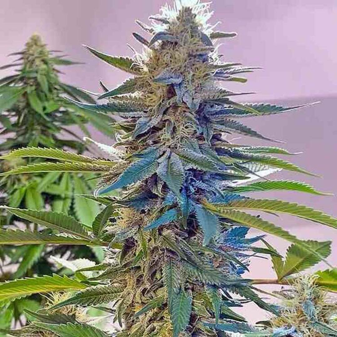 strain_image_3
