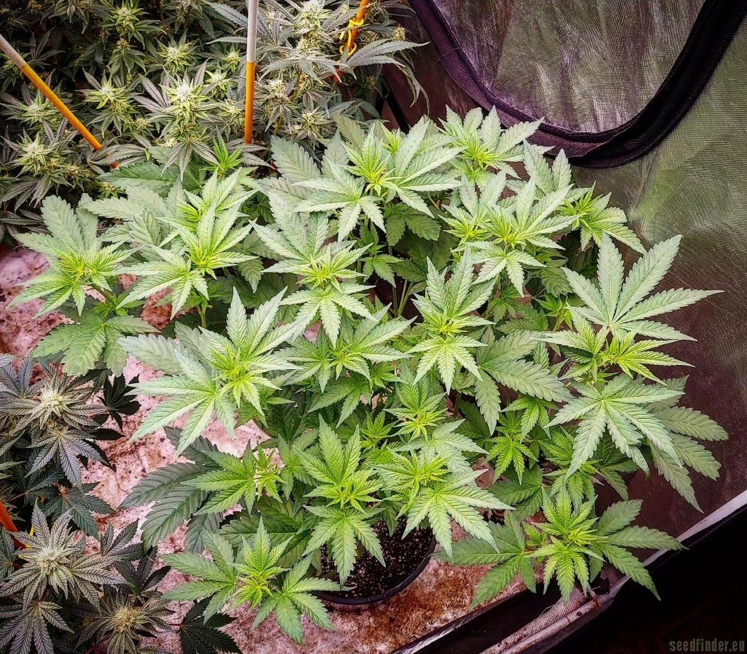 strain_image_3