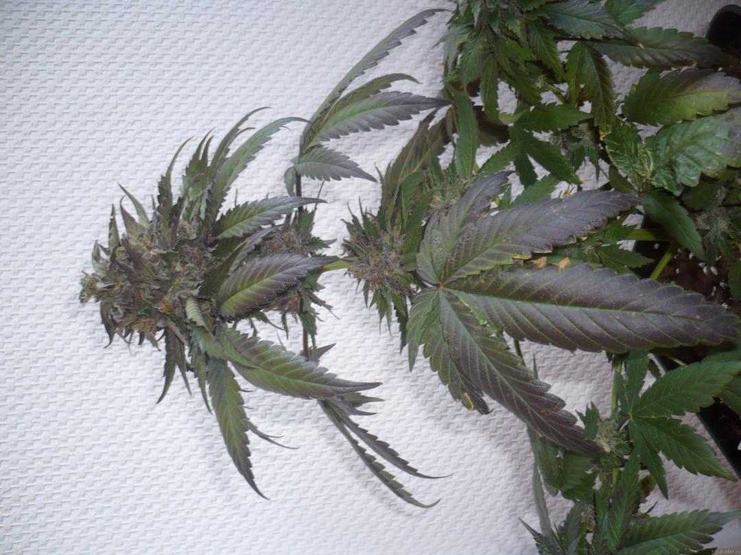 strain_image_3