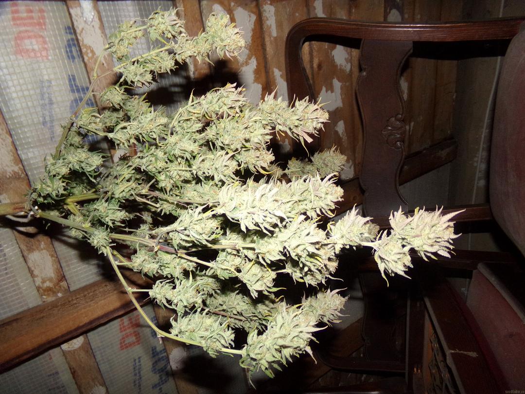 strain_image_3