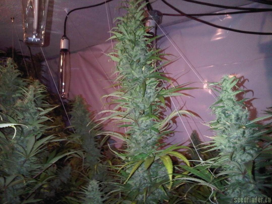 strain_image_1