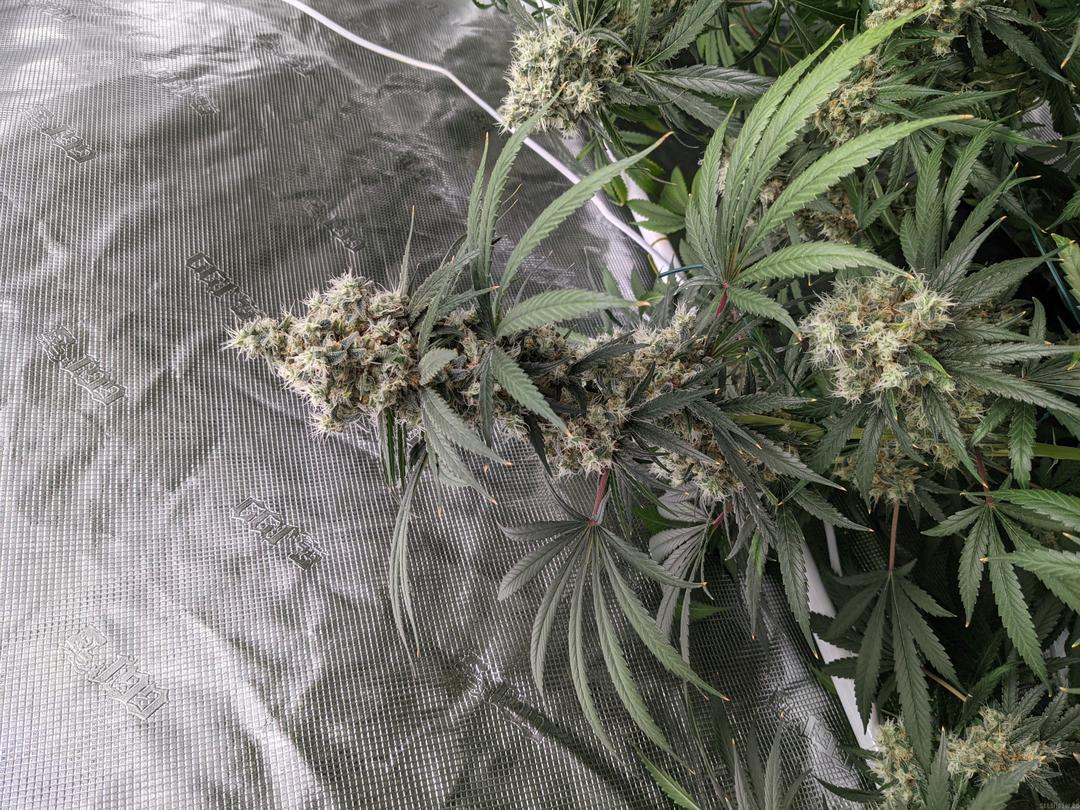 strain_image_2