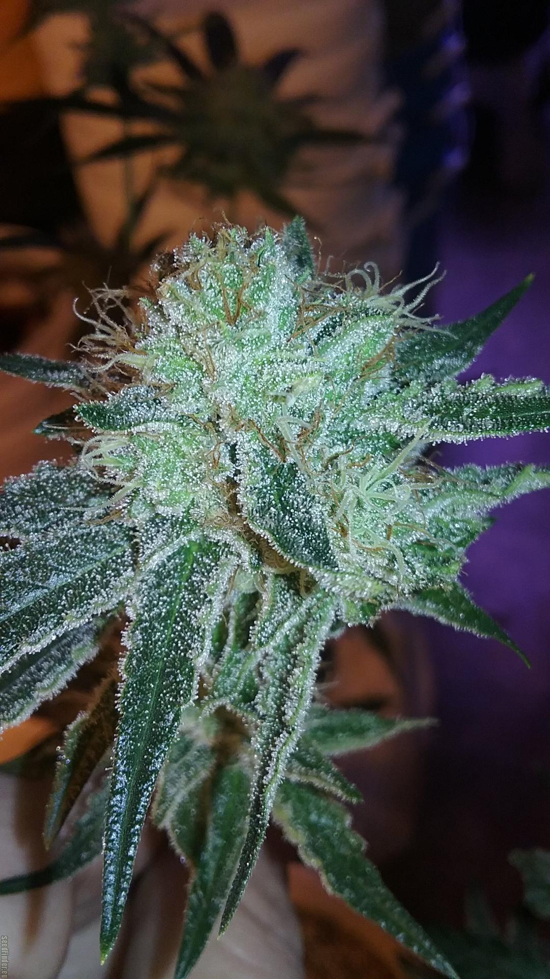 strain_image_2